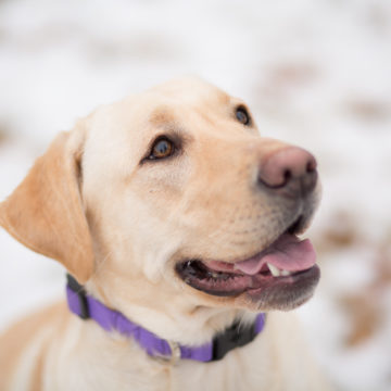 NH Winter Dog Portrait Photography Session with Nellie the Labrador Retriever
