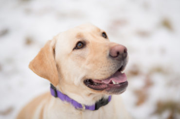 NH Winter Dog Portrait Photography Session with Nellie the Labrador Retriever